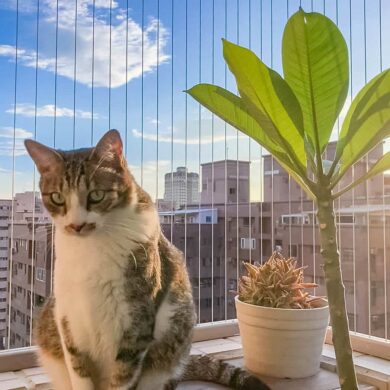 Safety for Kids and Pets